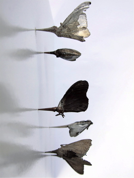 common_brown_moths.jpg